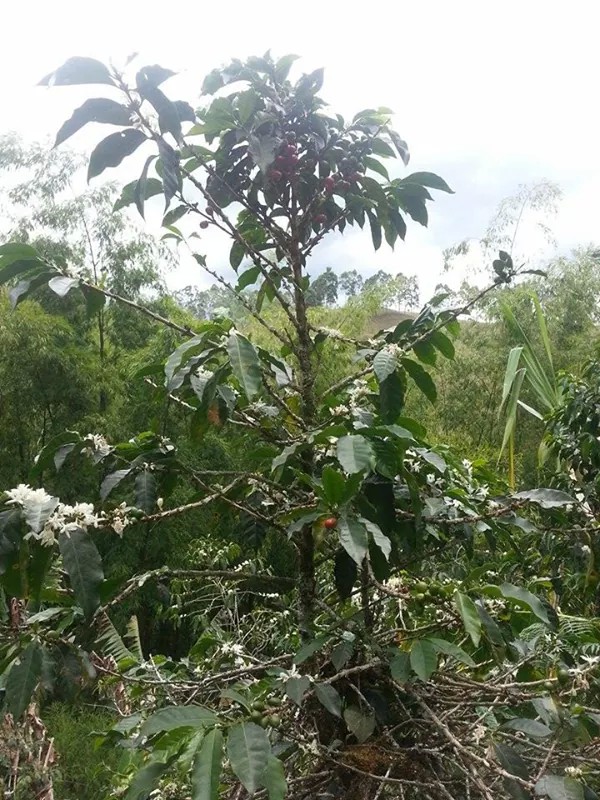 received_m_mid_1410219115873_66577bf5141f782213_0