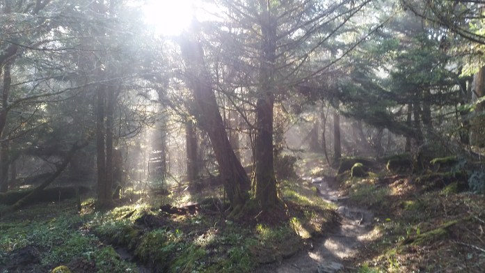 Beautiful Pine Groves at the top of the mountains