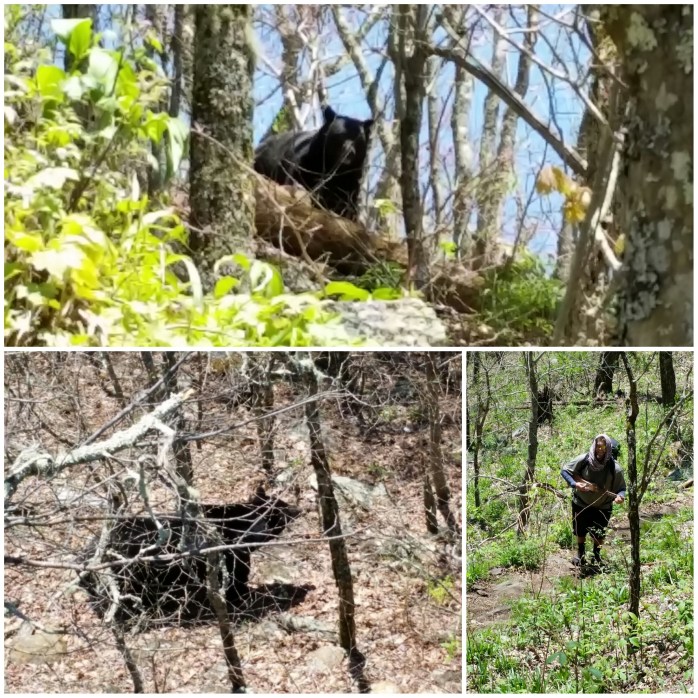 Bear in The Smokies!!!
