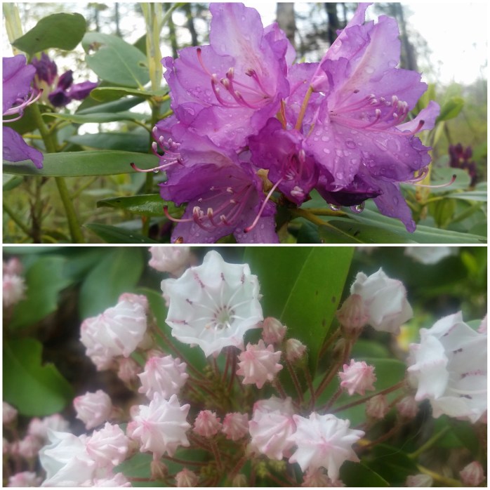 Happy to welcome these beautiful rhododendron and mountain laurel flowers to The Trail. At times there are so many it feels like walking through a garden.