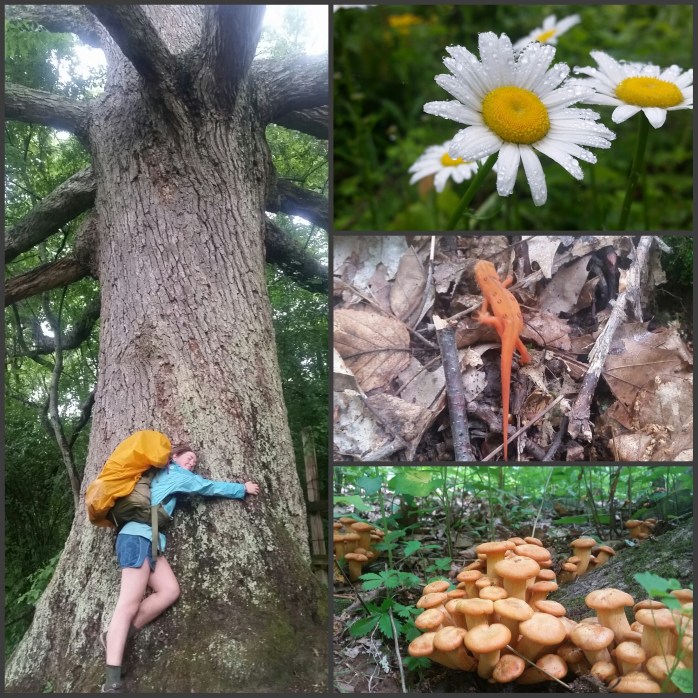 Left is the Keffer Oak, the largest tree in the Southern Appalachians