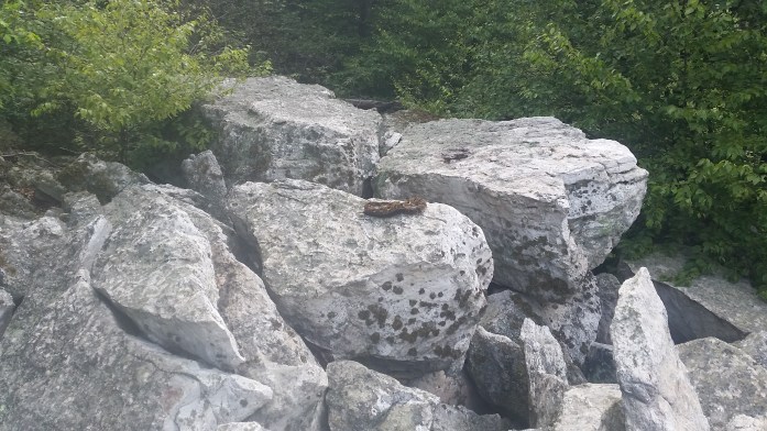 Textbook place for this guy to hang out.