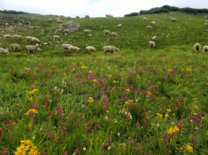 Fotor_150263742377887