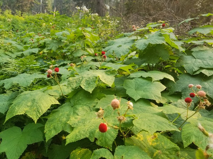 Fotor_153479476044359