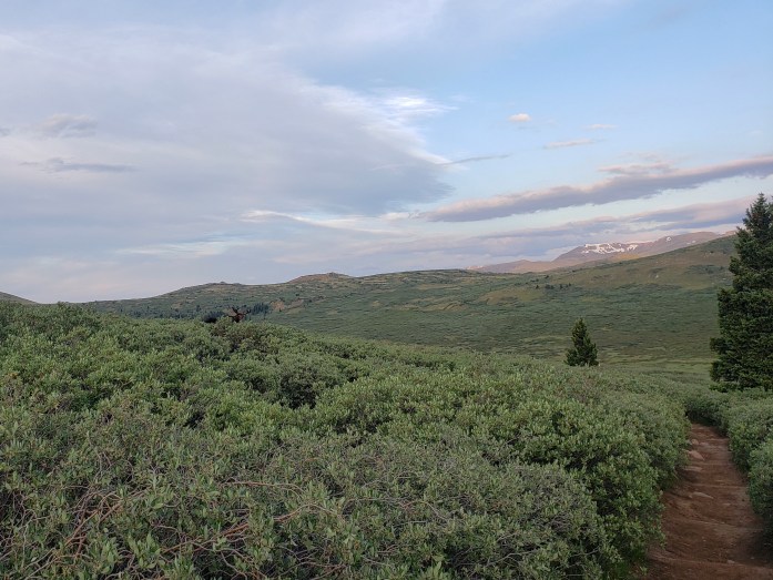 Moose on Mount Bierstadt