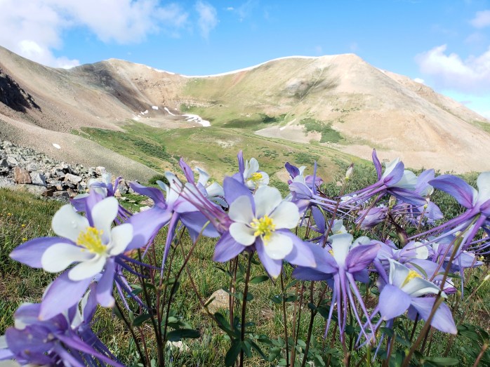 Columbines on Mount Sherman