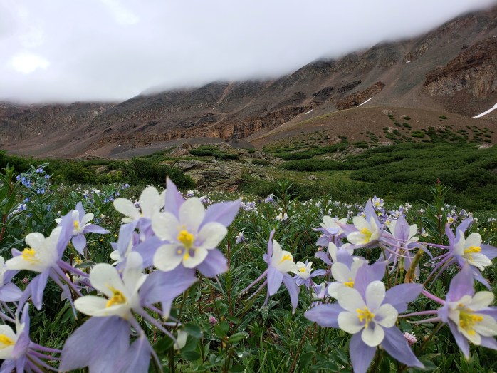 Colombines on Mount Sherman